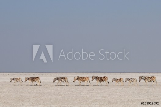 Picture of Zebra Herde zieht durch die Etosha Salz Pfanne Etosha Nationalpark Namibia
